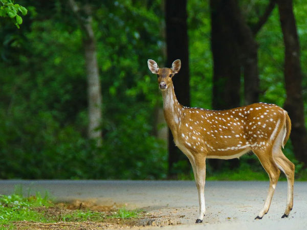About Dandeli Resorts Team
